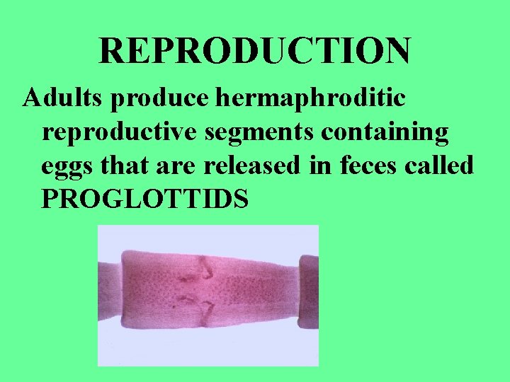 REPRODUCTION Adults produce hermaphroditic reproductive segments containing eggs that are released in feces called