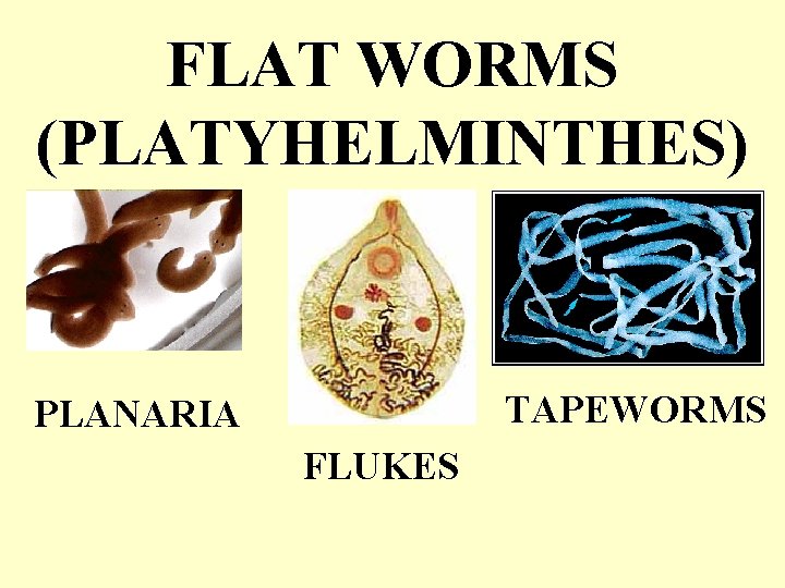FLAT WORMS (PLATYHELMINTHES) TAPEWORMS PLANARIA FLUKES 