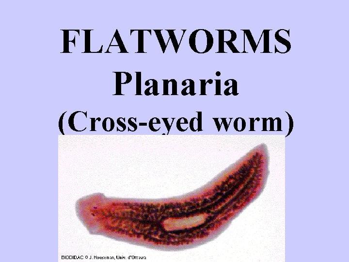 FLATWORMS Planaria (Cross-eyed worm) 