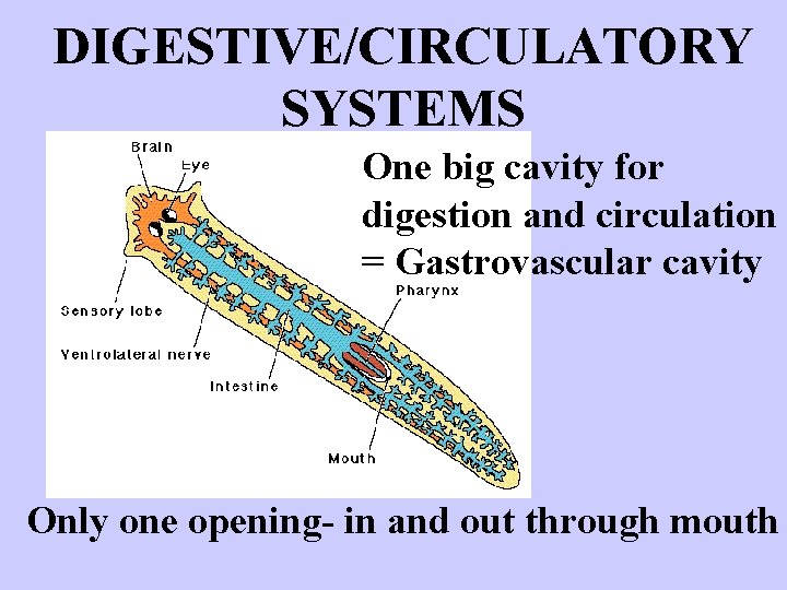 DIGESTIVE/CIRCULATORY SYSTEMS One big cavity for digestion and circulation = Gastrovascular cavity Only one