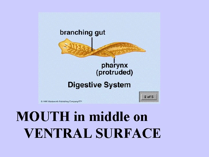 MOUTH in middle on VENTRAL SURFACE 