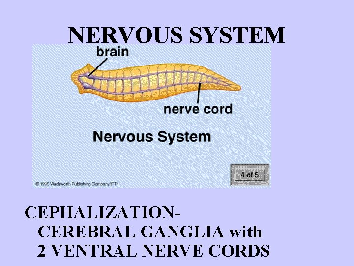 NERVOUS SYSTEM CEPHALIZATIONCEREBRAL GANGLIA with 2 VENTRAL NERVE CORDS 