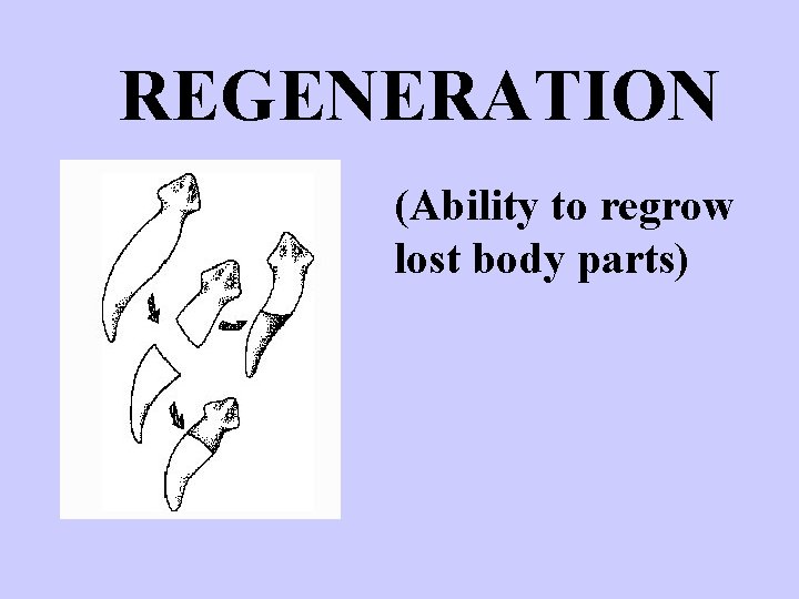 REGENERATION (Ability to regrow lost body parts) 