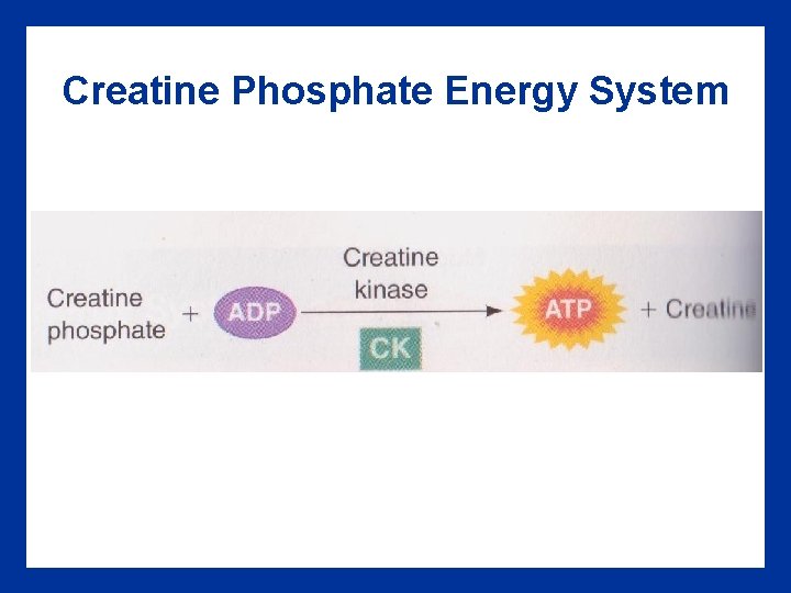 Creatine Phosphate Energy System 