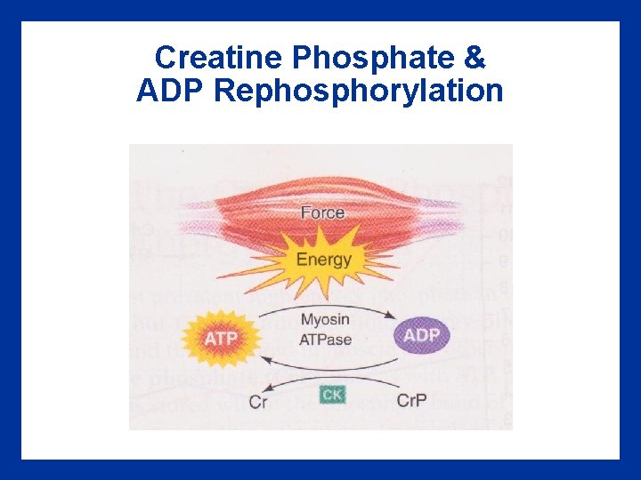 Creatine Phosphate & ADP Rephosphorylation 