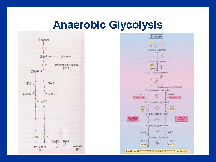 Anaerobic Glycolysis 