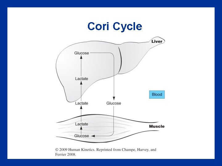 Cori Cycle 