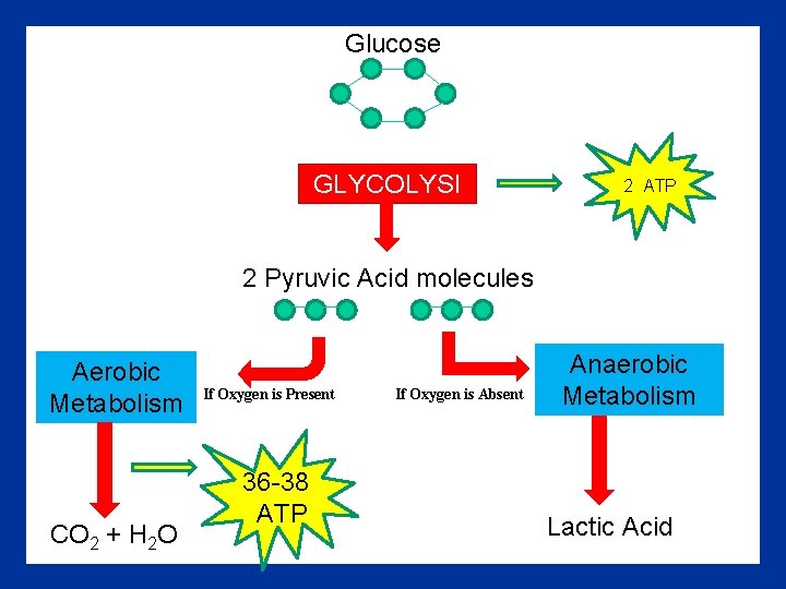 Glucose GLYCOLYSI S 2 ATP 2 Pyruvic Acid molecules Aerobic Metabolism CO 2 +