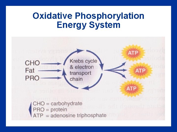 Oxidative Phosphorylation Energy System 