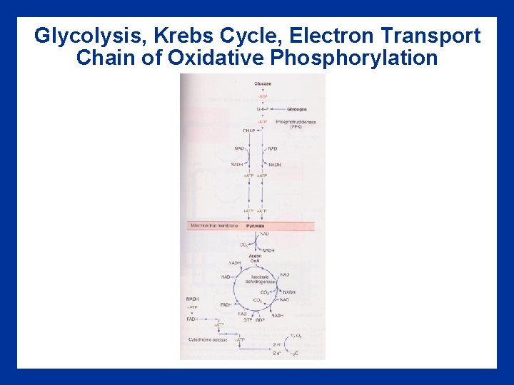 Glycolysis, Krebs Cycle, Electron Transport Chain of Oxidative Phosphorylation 