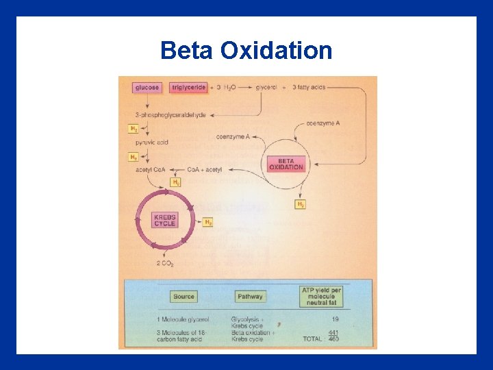 Beta Oxidation 