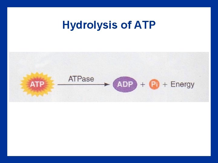 Hydrolysis of ATP 