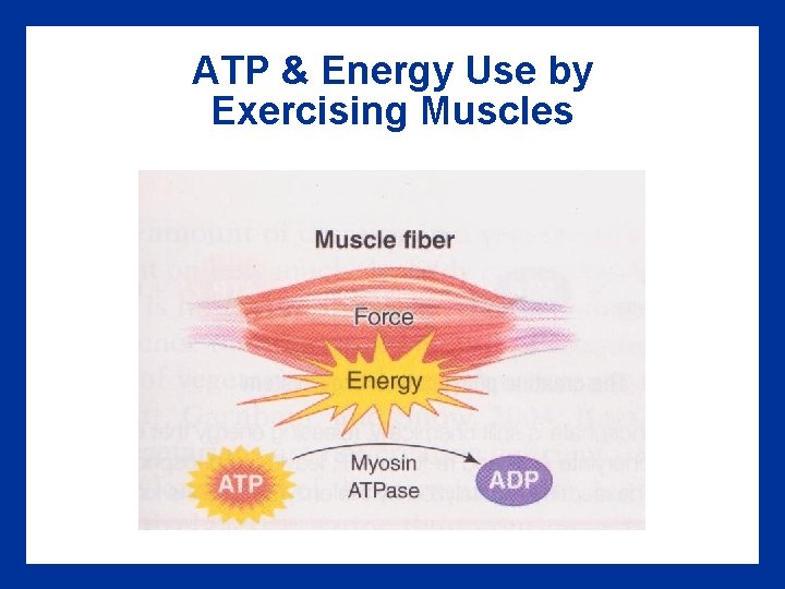 ATP & Energy Use by Exercising Muscles 