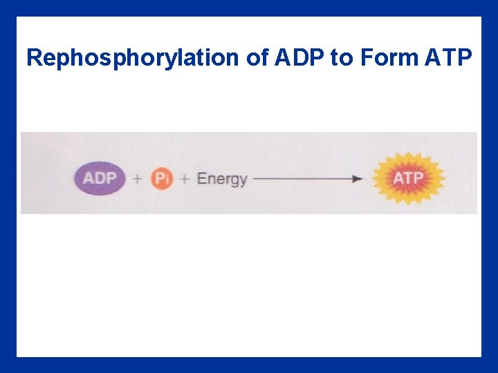 Rephosphorylation of ADP to Form ATP 