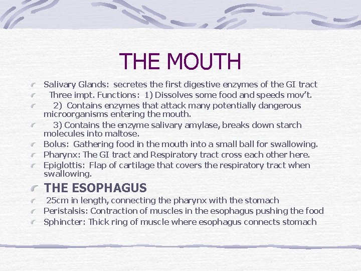 THE MOUTH Salivary Glands: secretes the first digestive enzymes of the GI tract Three