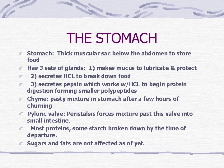 THE STOMACH Stomach: Thick muscular sac below the abdomen to store food Has 3