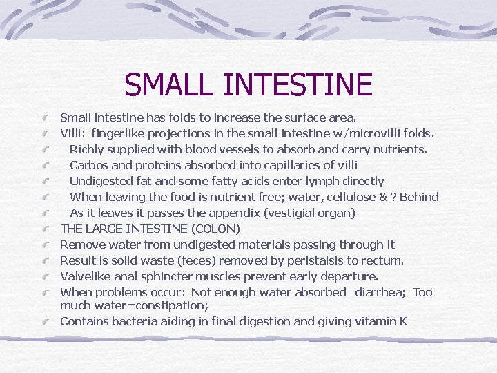 SMALL INTESTINE Small intestine has folds to increase the surface area. Villi: fingerlike projections