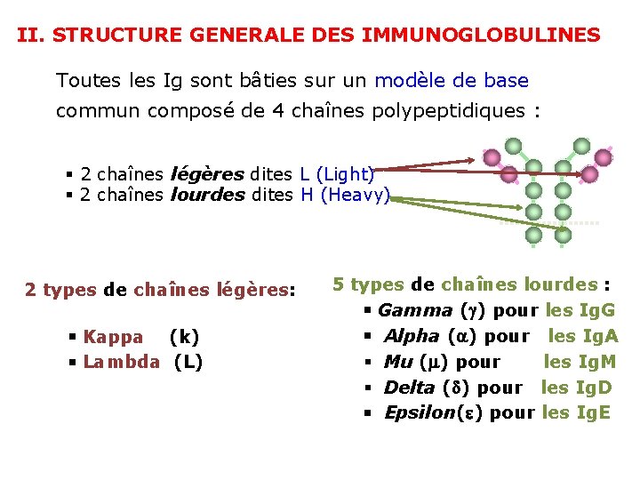 II. STRUCTURE GENERALE DES IMMUNOGLOBULINES Toutes les Ig sont bâties sur un modèle de