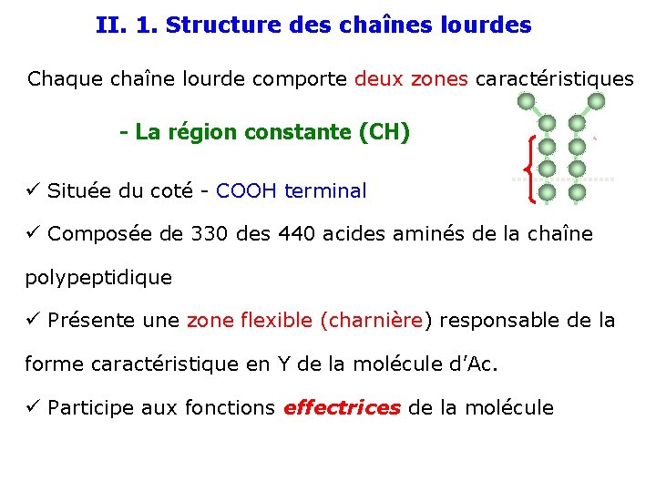 II. 1. Structure des chaînes lourdes Chaque chaîne lourde comporte deux zones caractéristiques -