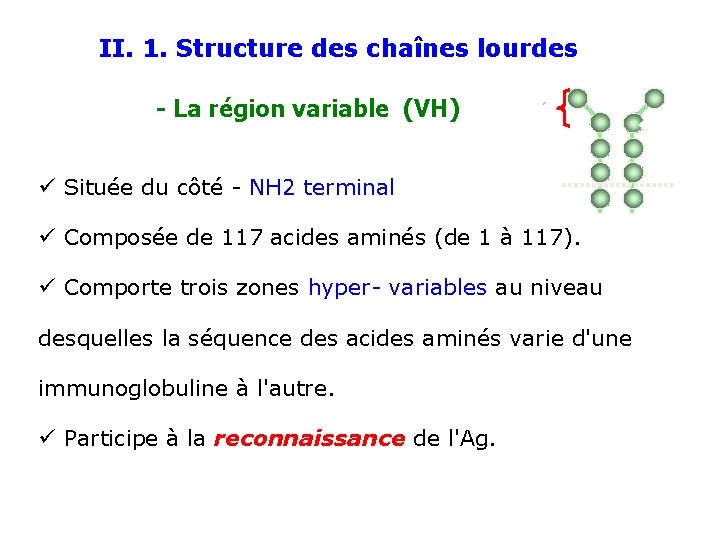II. 1. Structure des chaînes lourdes - La région variable (VH) ü Située du