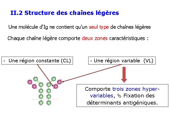 II. 2 Structure des chaînes légères Une molécule d‘Ig ne contient qu'un seul type