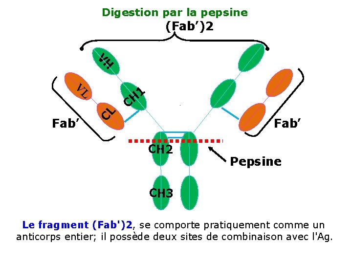Digestion par la pepsine (Fab’)2 VH V 1 Fab’ CL L CH Fab’ CH