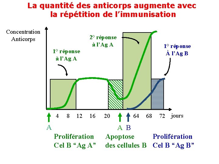 La quantité des anticorps augmente avec la répétition de l’immunisation Concentration Anticorps 1° réponse