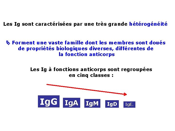 Les Ig sont caractérisées par une très grande hétérogénéité Forment une vaste famille dont