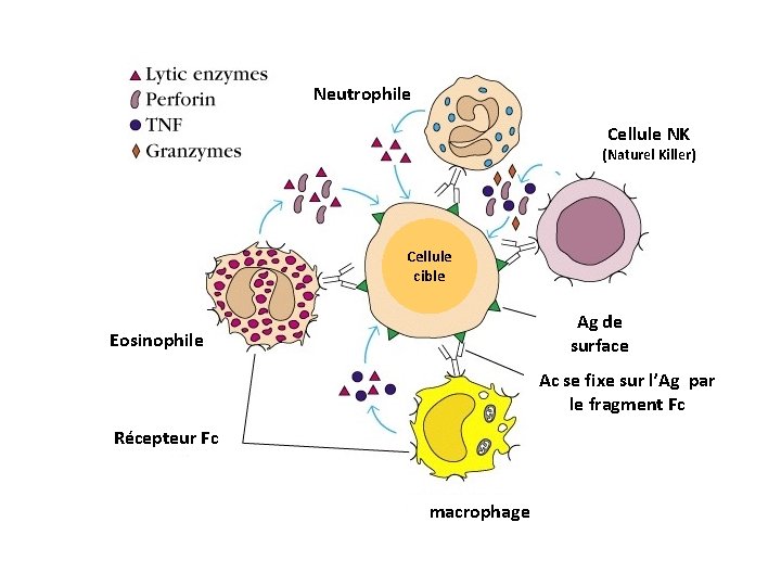 Neutrophile Cellule NK (Naturel Killer) Cellule cible Ag de surface Eosinophile Ac se fixe