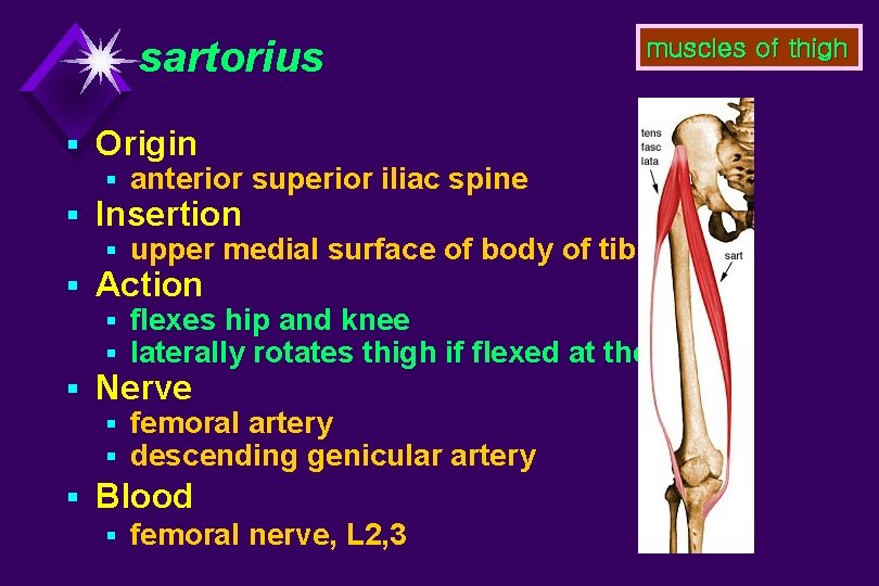 sartorius muscles of thigh § Origin § anterior superior iliac spine § Insertion §