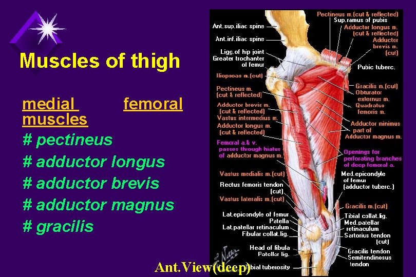 Muscles of thigh medial femoral muscles # pectineus # adductor longus # adductor brevis