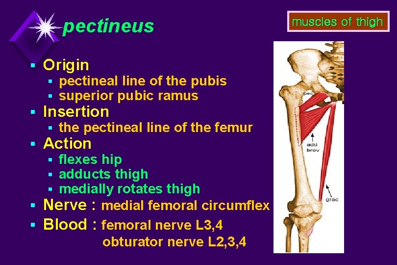 Lower limb Muscles of lower limb muscles of