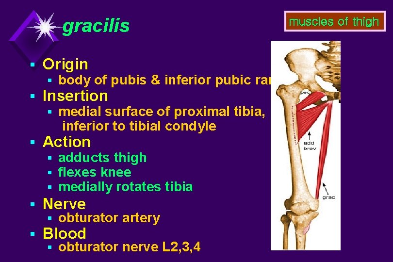 gracilis muscles of thigh § Origin § body of pubis & inferior pubic ramus