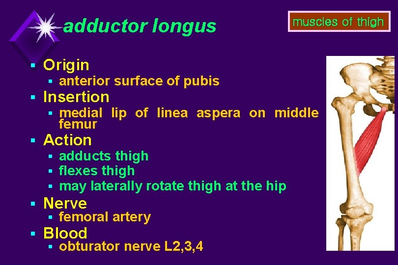 adductor longus muscles of thigh § Origin § anterior surface of pubis § Insertion