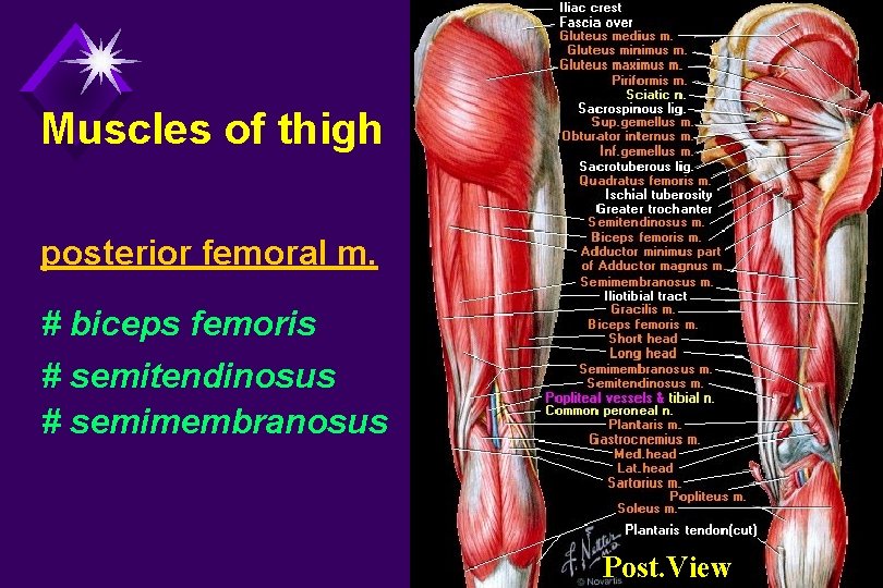 Muscles of thigh posterior femoral m. # biceps femoris # semitendinosus # semimembranosus Post.