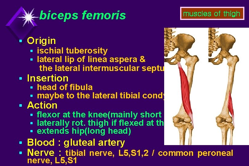 biceps femoris muscles of thigh § Origin § ischial tuberosity § lateral lip of