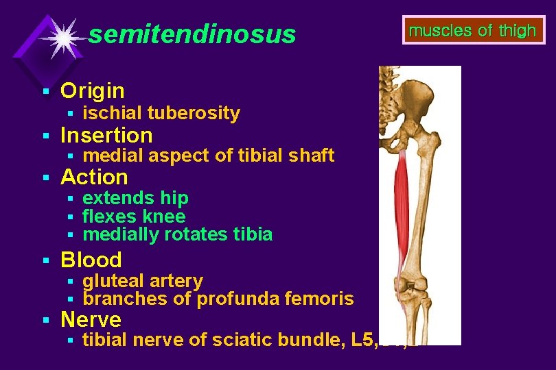 semitendinosus muscles of thigh § Origin § ischial tuberosity § Insertion § medial aspect