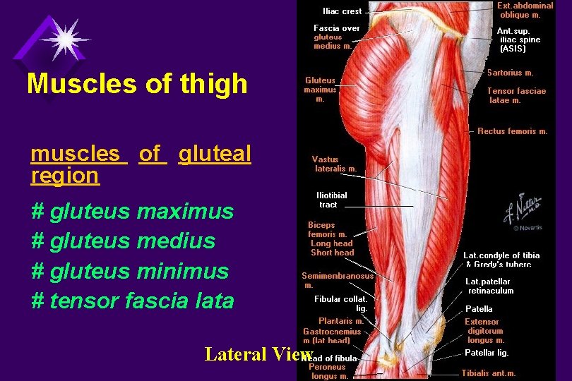 Muscles of thigh muscles of gluteal region # gluteus maximus # gluteus medius #