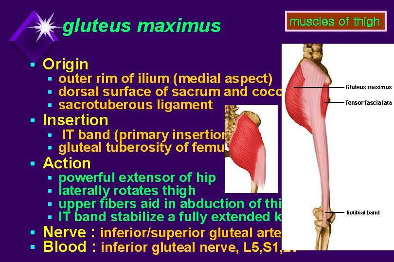 gluteus maximus muscles of thigh § Origin § outer rim of ilium (medial aspect)