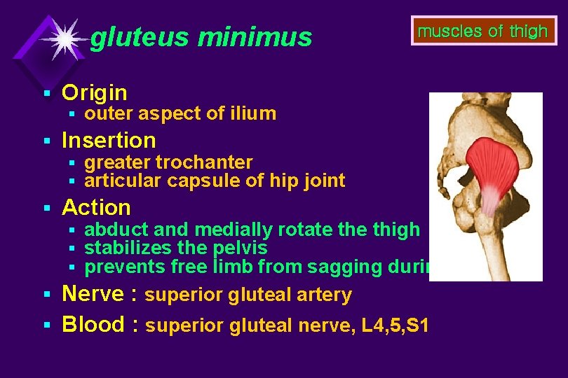 gluteus minimus muscles of thigh § Origin § outer aspect of ilium § Insertion