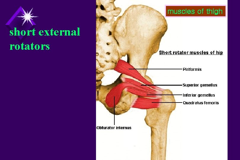 muscles of thigh short external rotators 