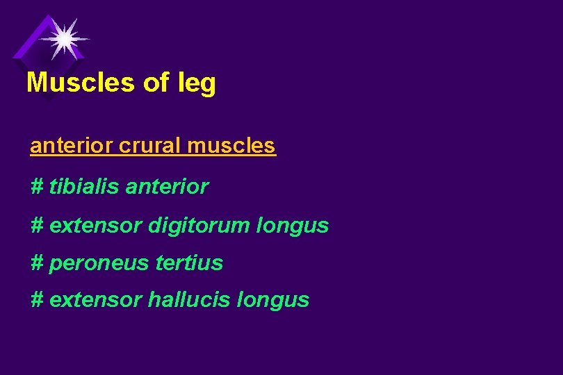 Muscles of leg anterior crural muscles # tibialis anterior # extensor digitorum longus #