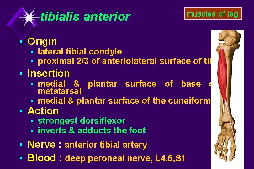 tibialis anterior muscles of leg § Origin § lateral tibial condyle § proximal 2/3