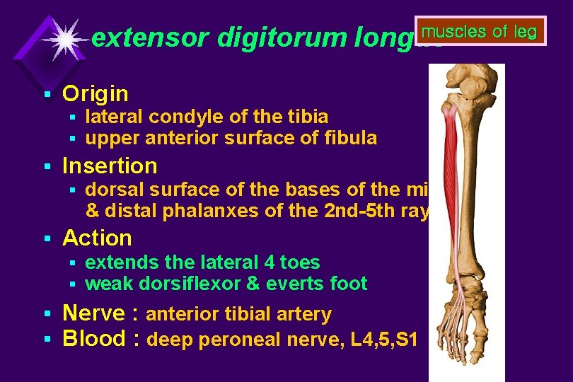 muscles of leg extensor digitorum longus § Origin § lateral condyle of the tibia