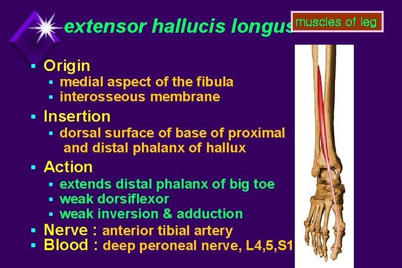 extensor hallucis longusmuscles of leg § Origin § medial aspect of the fibula §