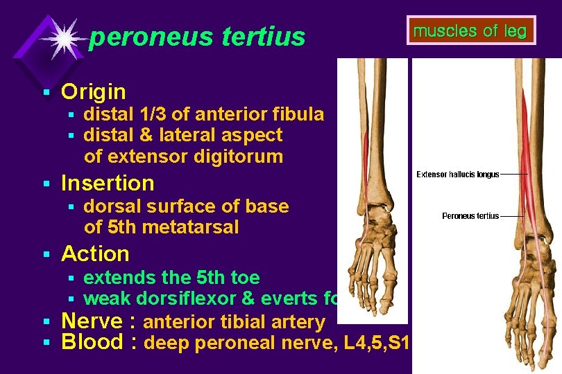 peroneus tertius § Origin § distal 1/3 of anterior fibula § distal & lateral