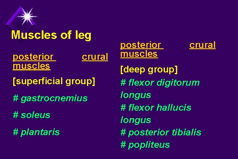 Muscles of leg posterior muscles crural [superficial group] # gastrocnemius # soleus # plantaris
