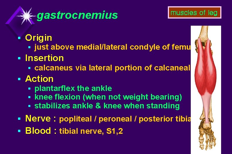 gastrocnemius muscles of leg § Origin § just above medial/lateral condyle of femur §