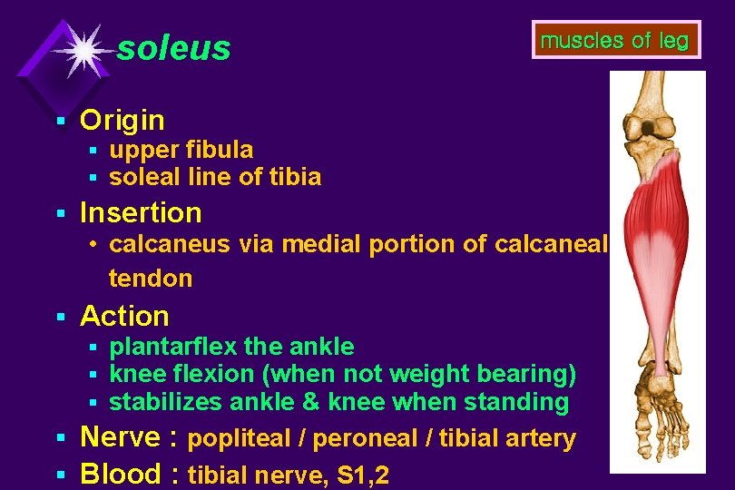 soleus muscles of leg § Origin § upper fibula § soleal line of tibia