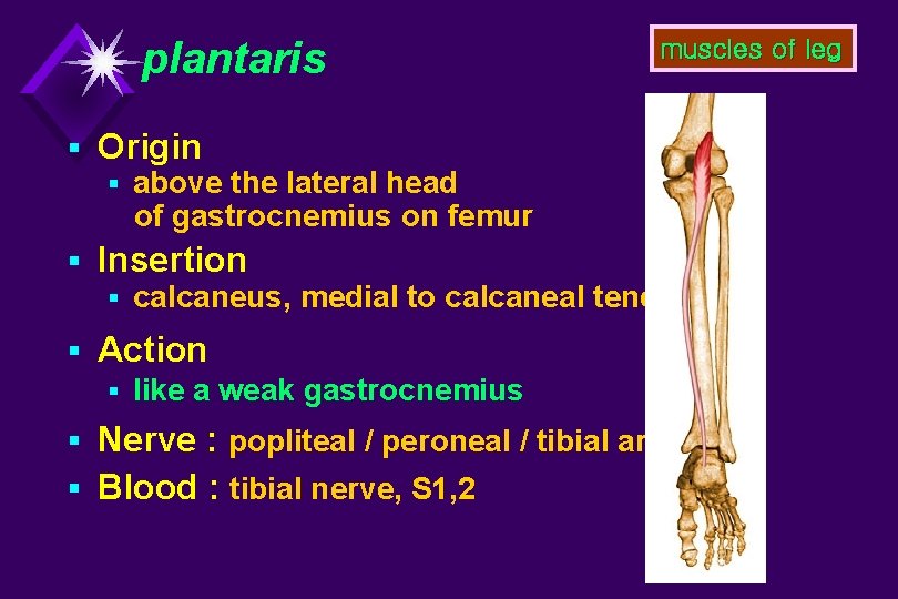 plantaris muscles of leg § Origin § above the lateral head of gastrocnemius on